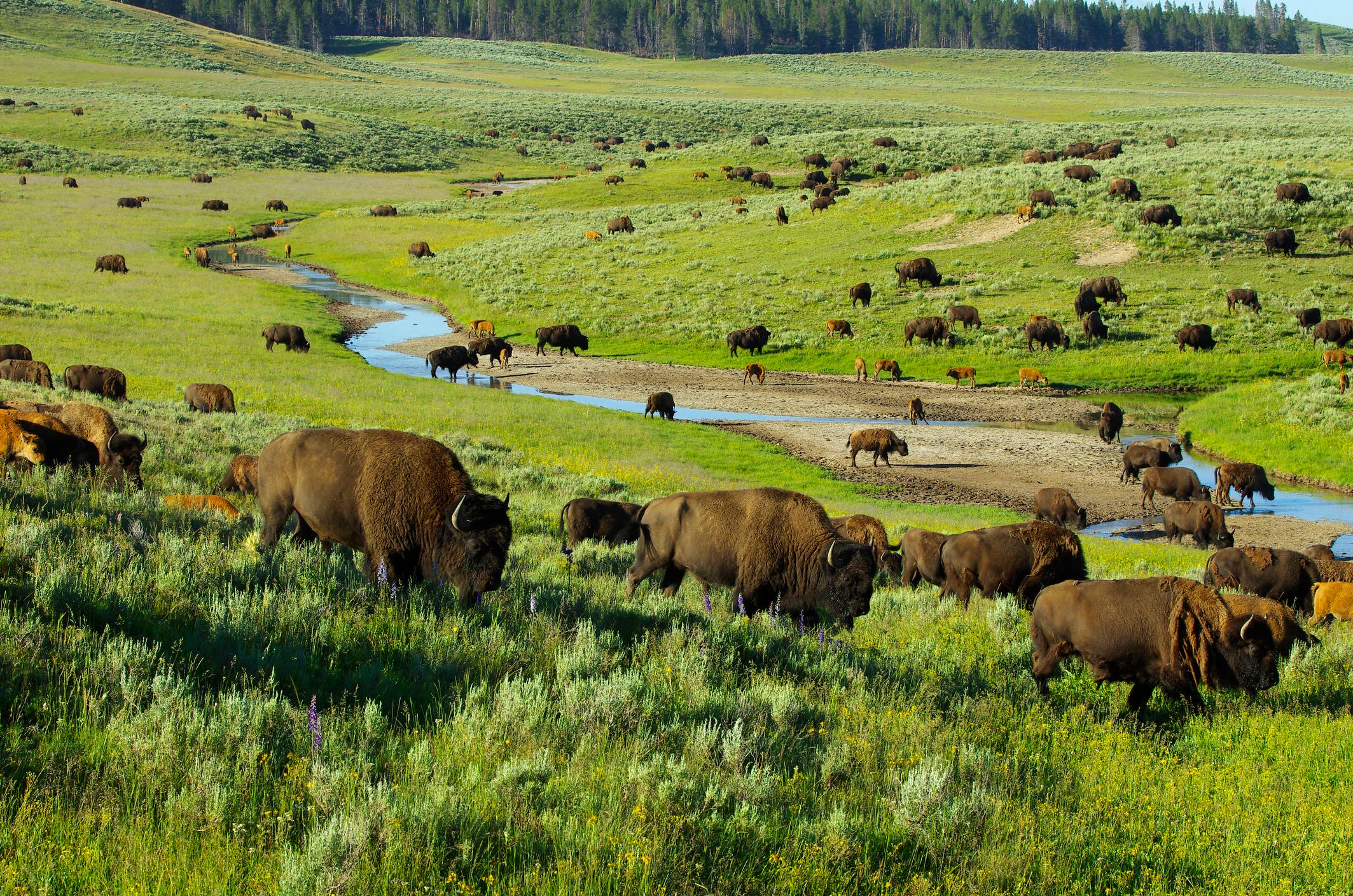 Trek into the Lamar valley mn_ZZXx0 Yellowstone Excursionist copy