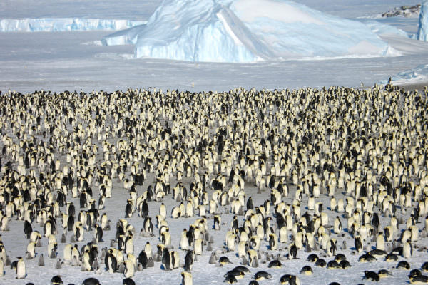 Where Penguins Rule