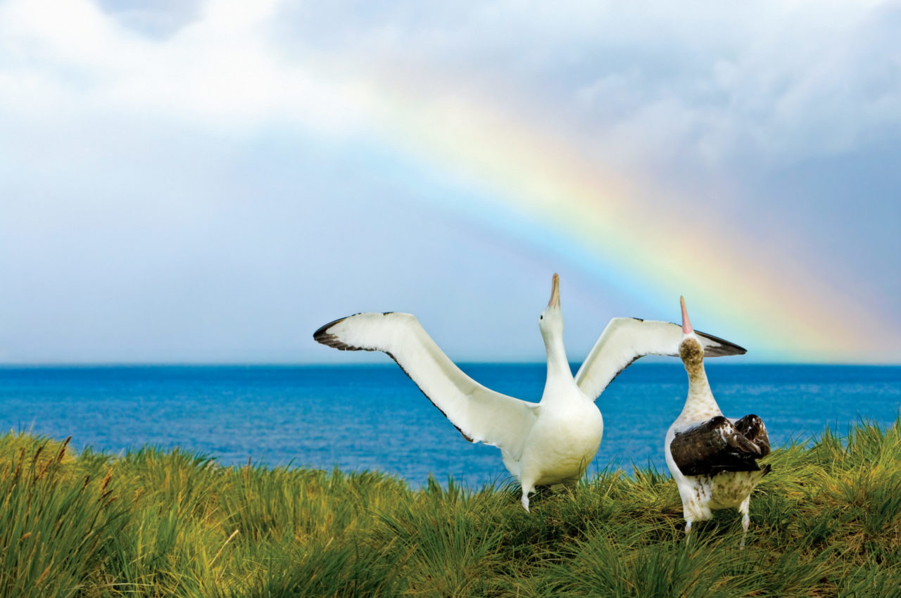 Wildlife of South Georgia Island & The Falklands