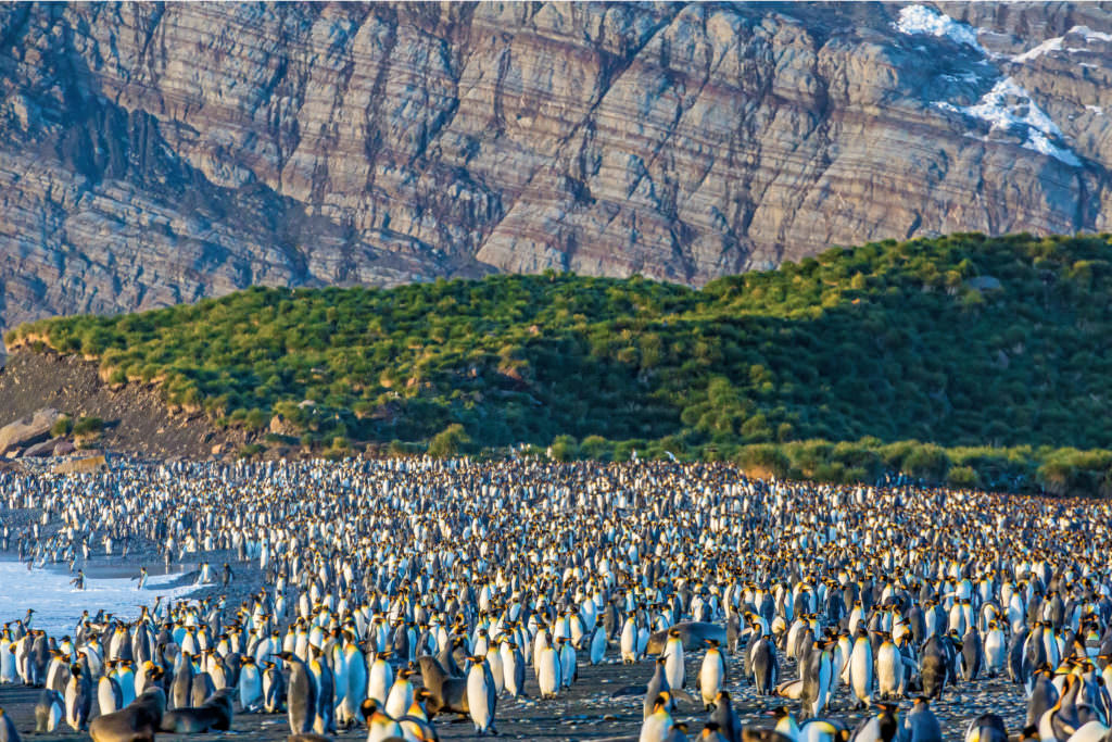 King penguins, Aptenodytes patagonicus King penguins, Aptenodytes patagonicus
