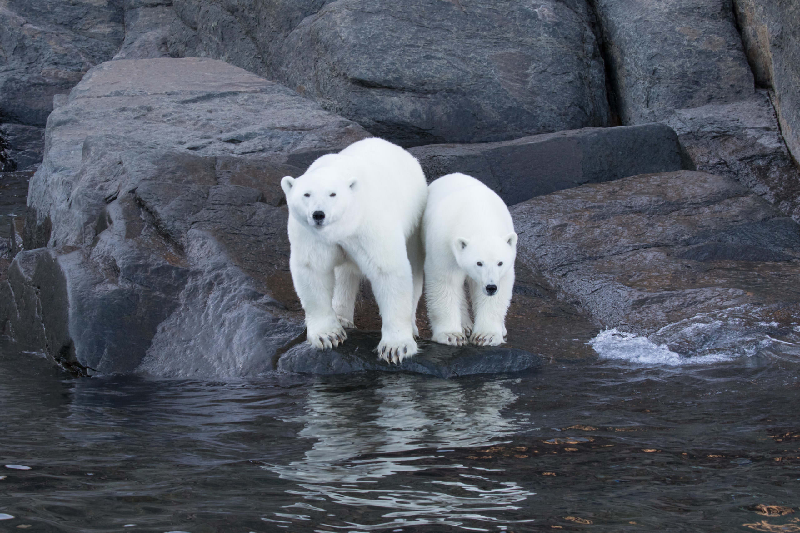 Qik - Polar Bears and Glaciers