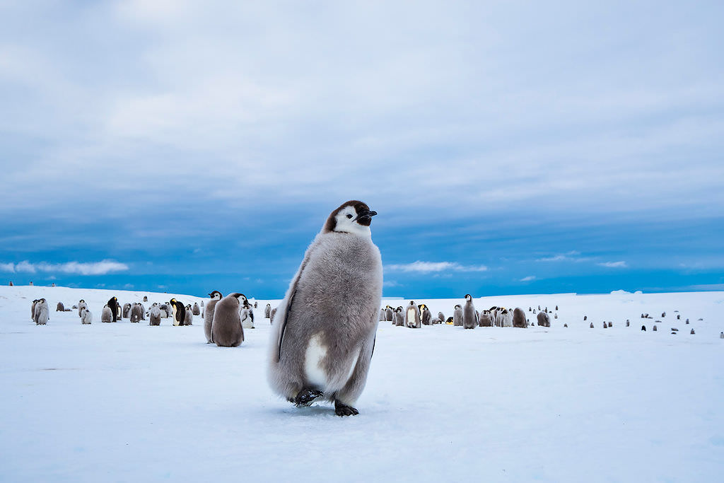 EmperorAdventurer_coWhiteDesert_MarkoPrezelj EmperorAdventurer_coWhiteDesert_MarkoPrezelj