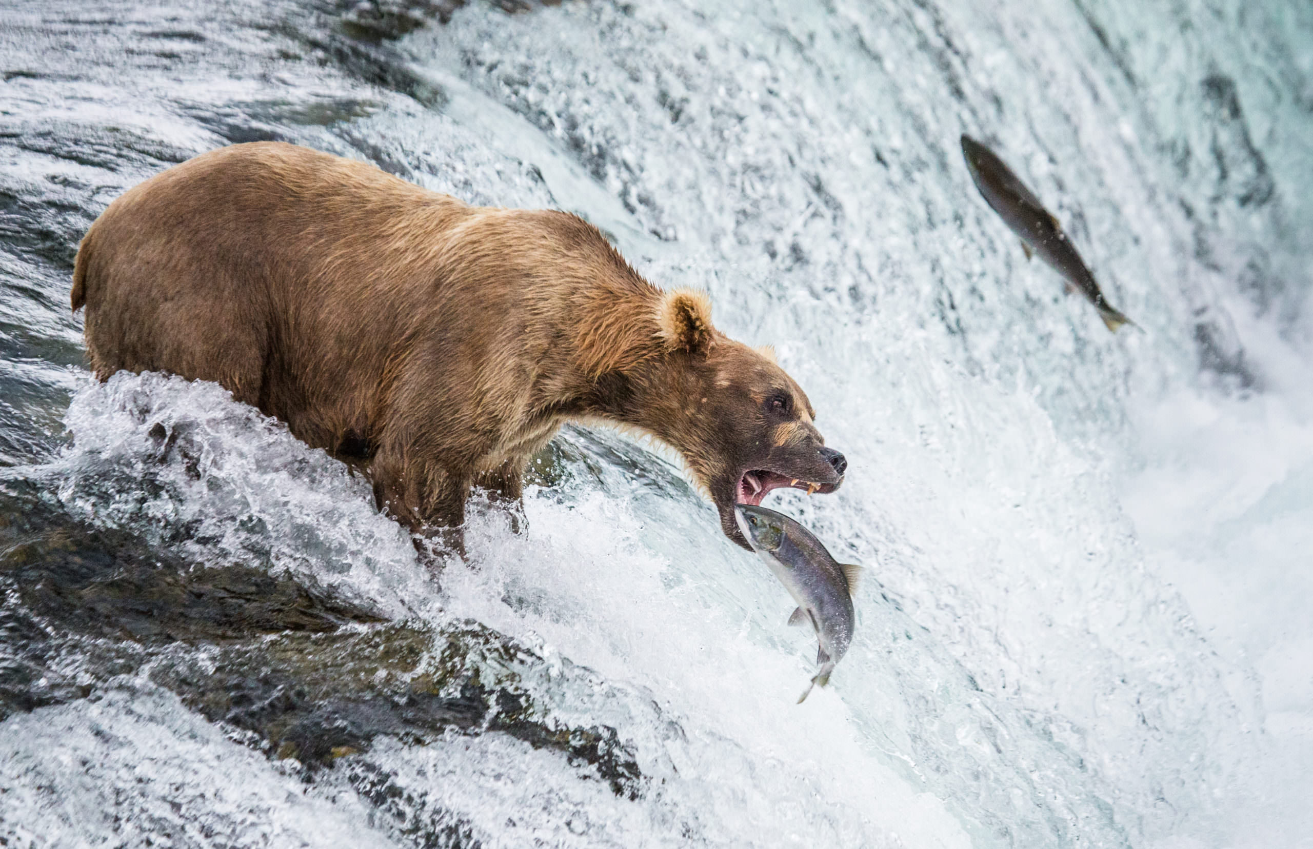 Bears & The Salmon Run