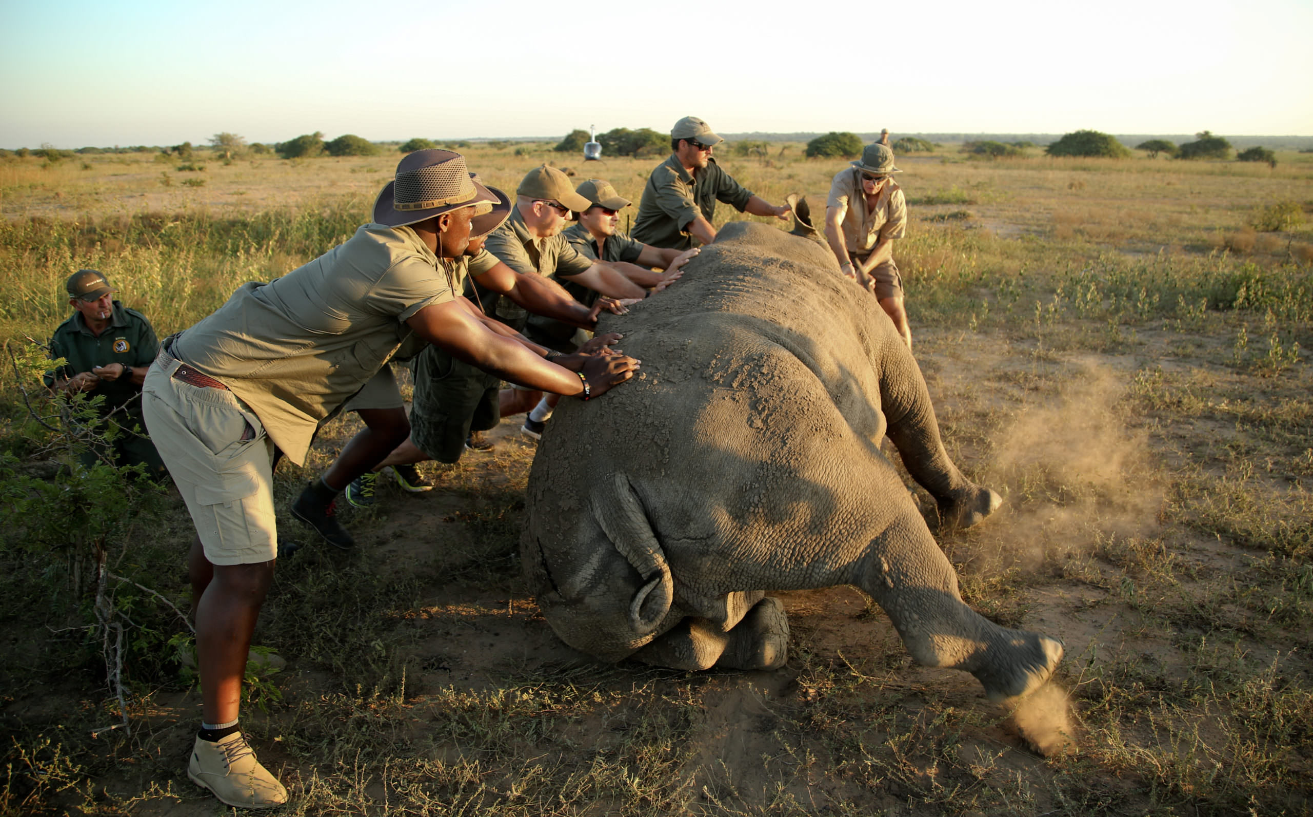 Rhino Microchipping