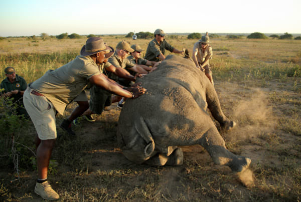 SHARKS RUGBY TEAM HELP DEHORN PHINDA RHINO