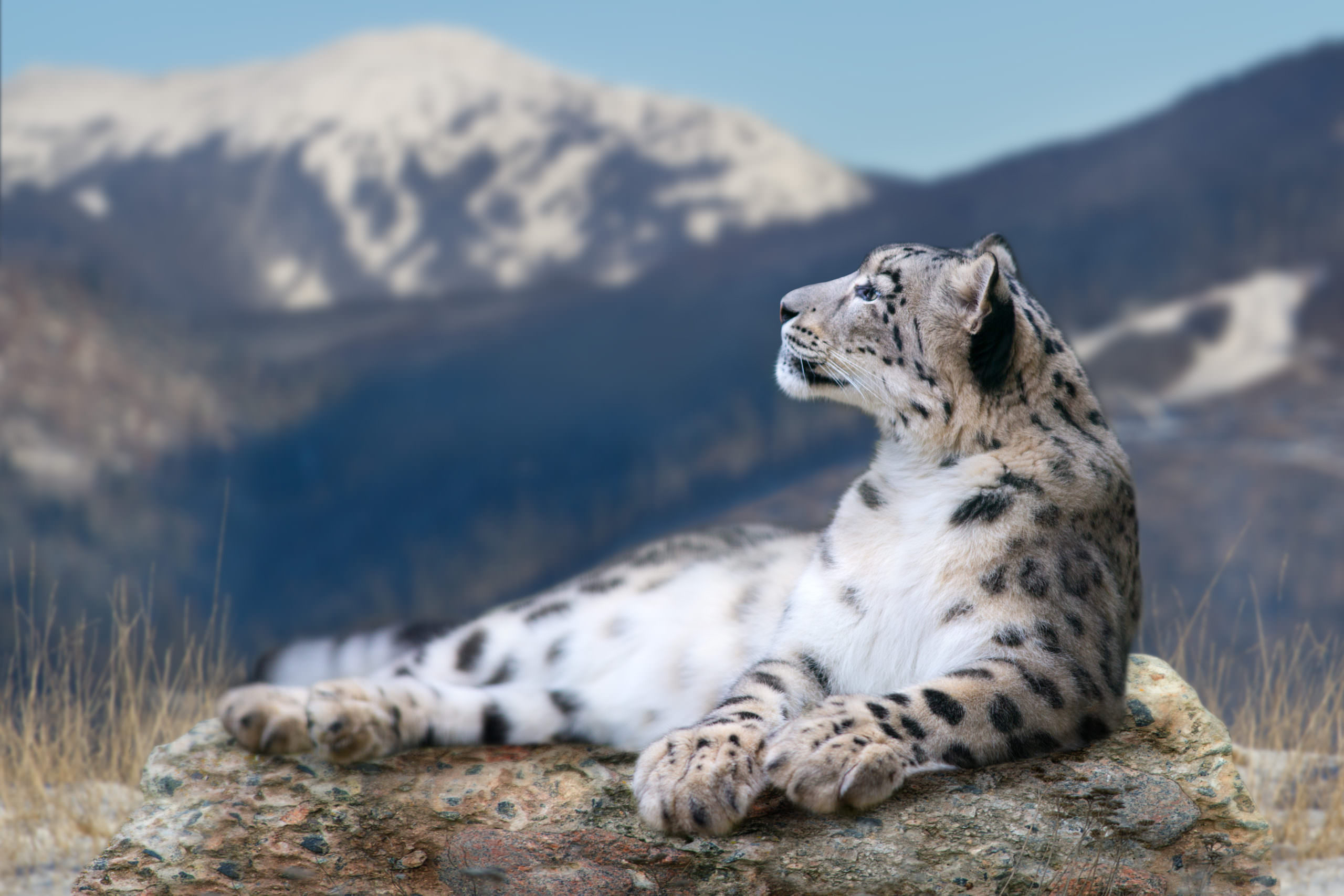 Tracking Snow Leopards in the Himalayas