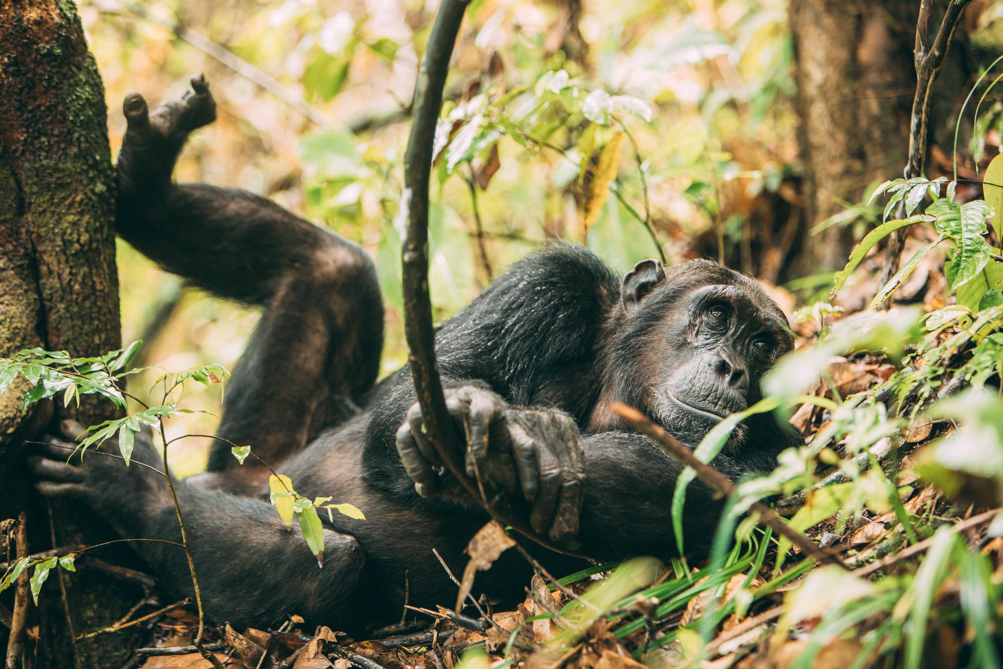 Tracking Chimpanzees in the Mountains