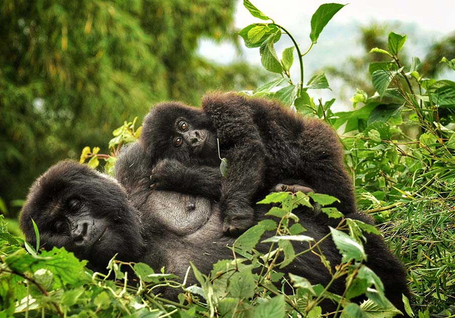 Tracking Wild Mountain Gorillas