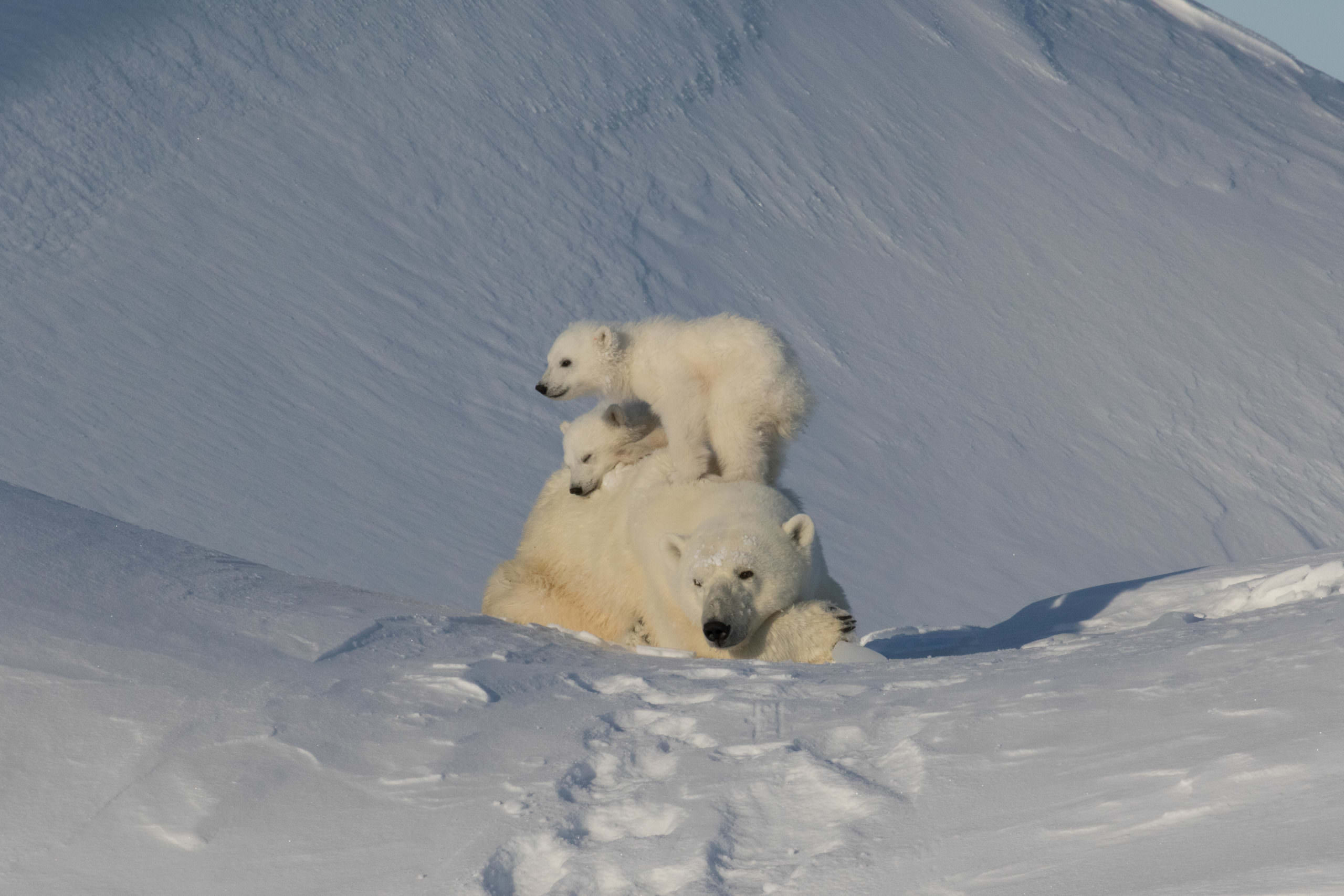 Qik - Exploratory Mother and Cubs