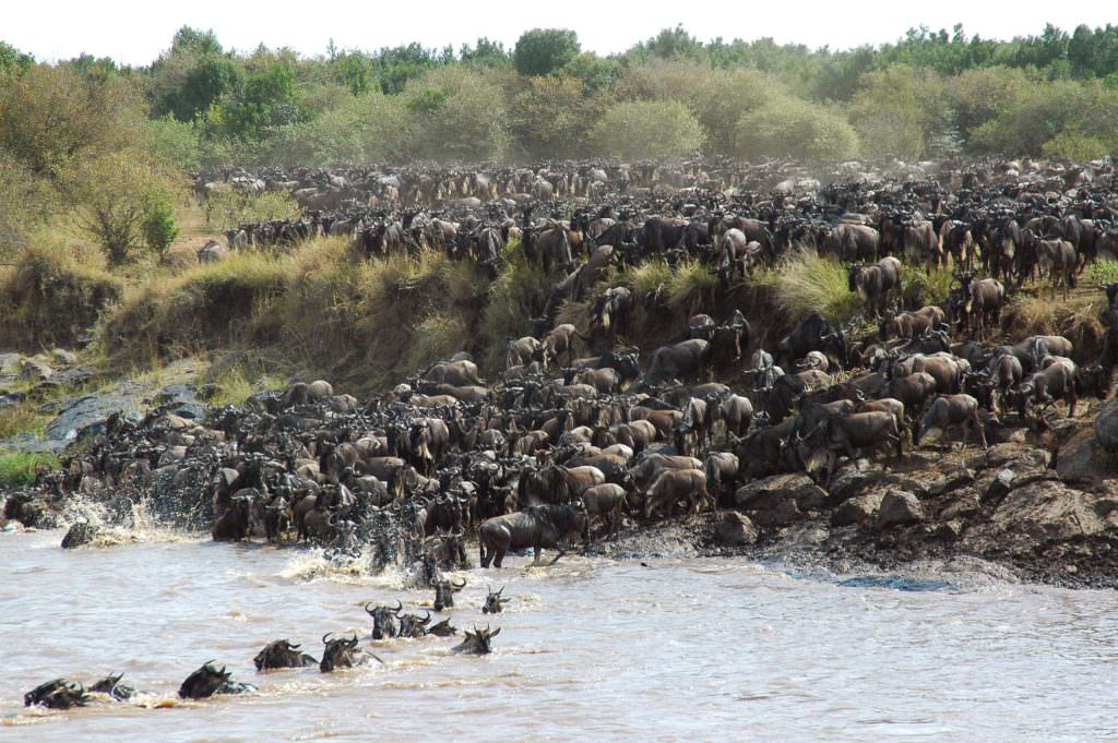 Migration-river-crossing-kogatende-andBeyond-Serengeti-Under-Canvas