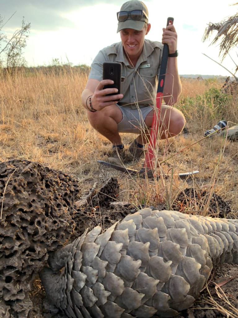 Pangolin-conservation-at-andBeyond-Phinda-Private-Game-Reserve-_3_