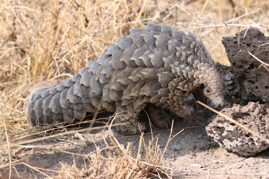 Pangolin-conservation-at-andBeyond-Phinda-Private-Game-Reserve-_4_