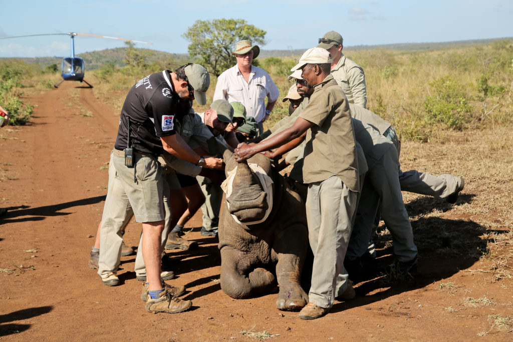 Rhino-dehorning-and-conservation-at-andBeyond-Phinda-Private-Game-Reserve-_1_-1