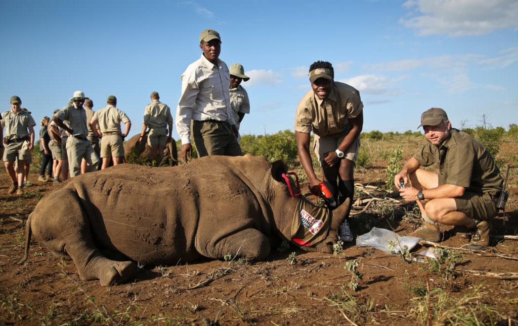 Rhino-notching-and-conservation-at-andBeyond-Phinda-Private-Game-Reserve-_1_