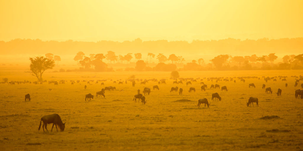roving-bushtops-serengeti-wildlife-banner