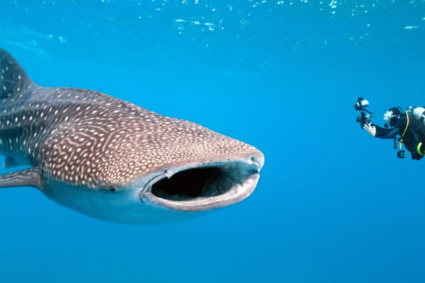 Swim With Whale Sharks