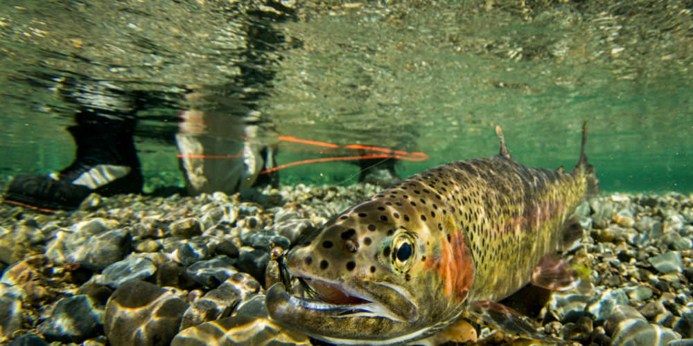 10. FISHING Entree Gold-River-Main-1000x500 10. FISHING Entree Gold-River-Main-1000x500