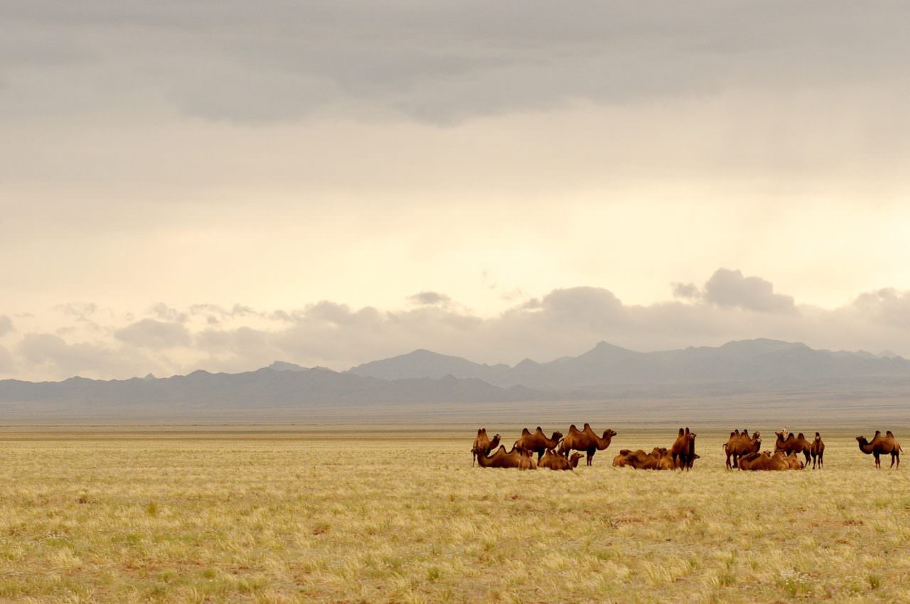 Gobi Desert by camel & yurts