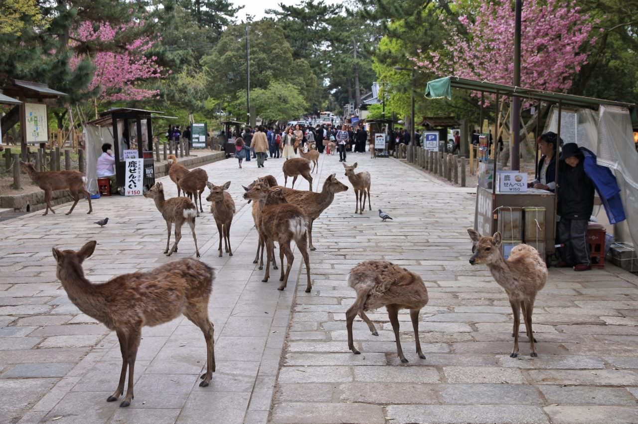 MYSTICAL NARA
