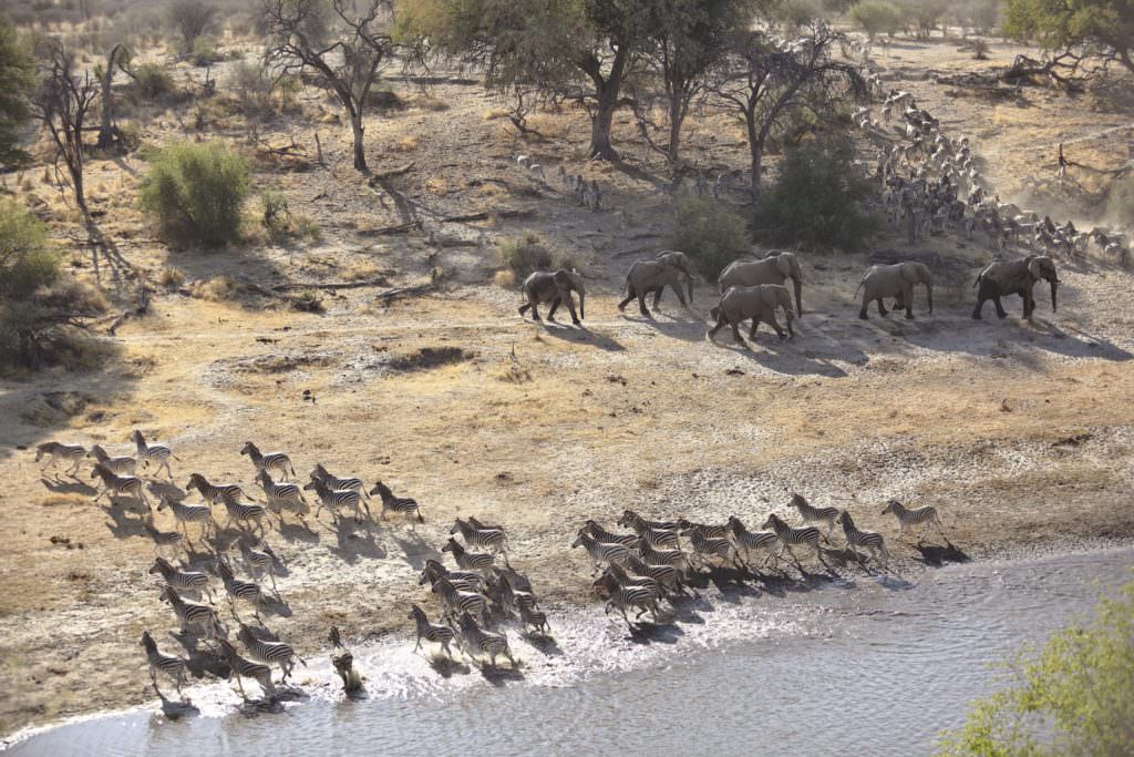 21Meno a Kwena - Zebra Migration _ Elephants 21Meno a Kwena - Zebra Migration _ Elephants