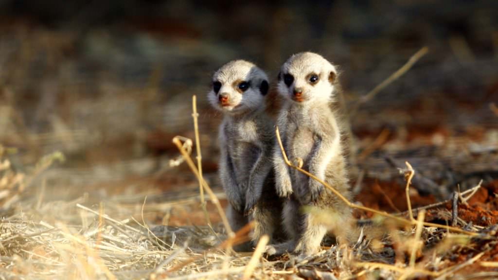 3z0JxrGA TSWALU 3z0JxrGA TSWALU