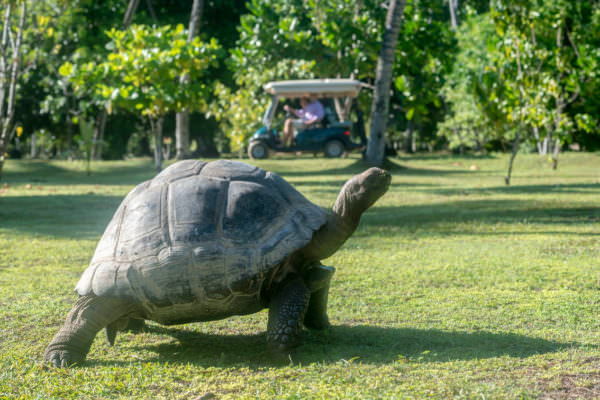 Giant Aldabra Tortoises