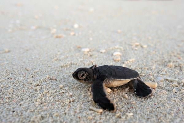 Sea Turtle Conservation