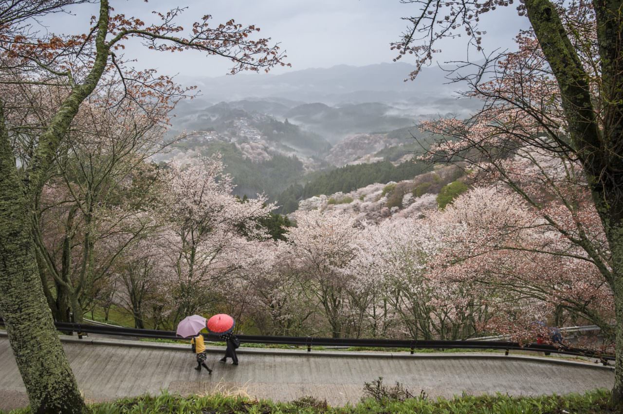 CHERRY BLOSSOMS