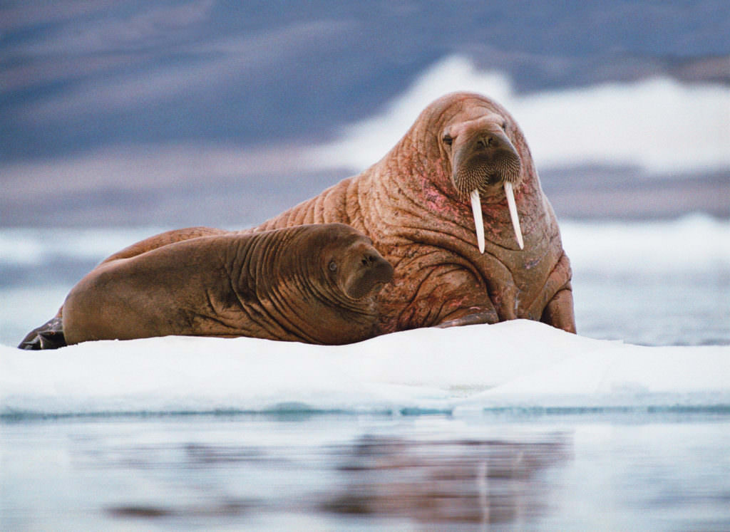 walrus walrus