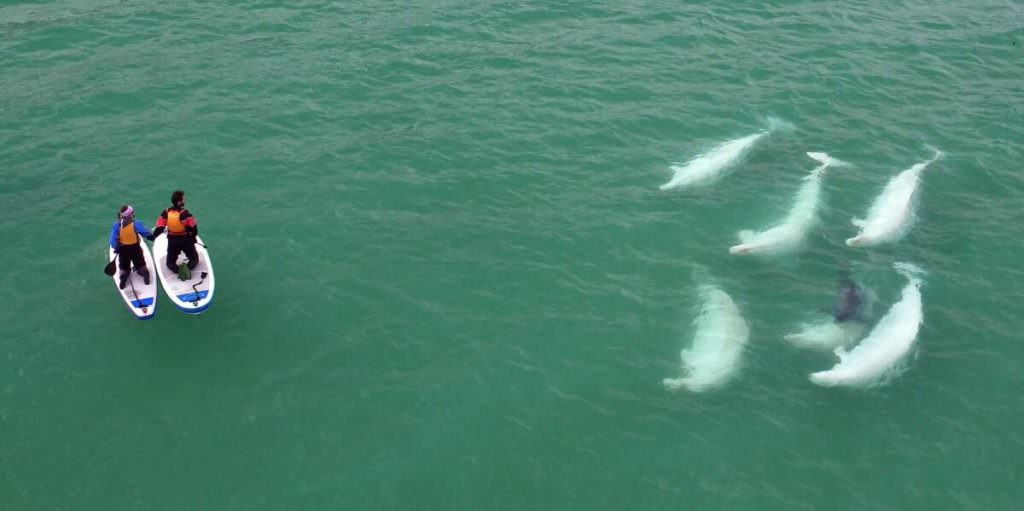 Beluga_stand_up_paddle webber Beluga_stand_up_paddle webber