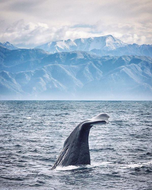 Hapuku whale May 2019 Hapuku whale May 2019