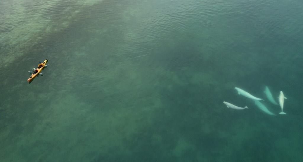 Kayak-whale Webber Kayak-whale Webber