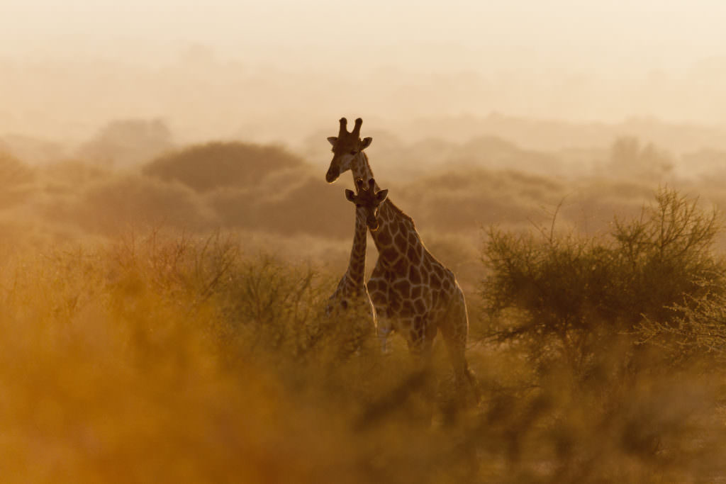 Marataba Conservation Camps - giraffe at sunset Marataba Conservation Camps - giraffe at sunset