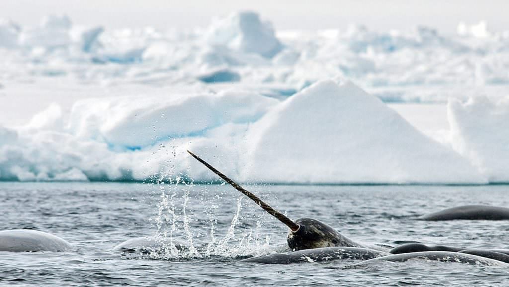 Narwhal_Tusk_AB-1571-by-Michelle-Valberg Narwhal_Tusk_AB-1571-by-Michelle-Valberg
