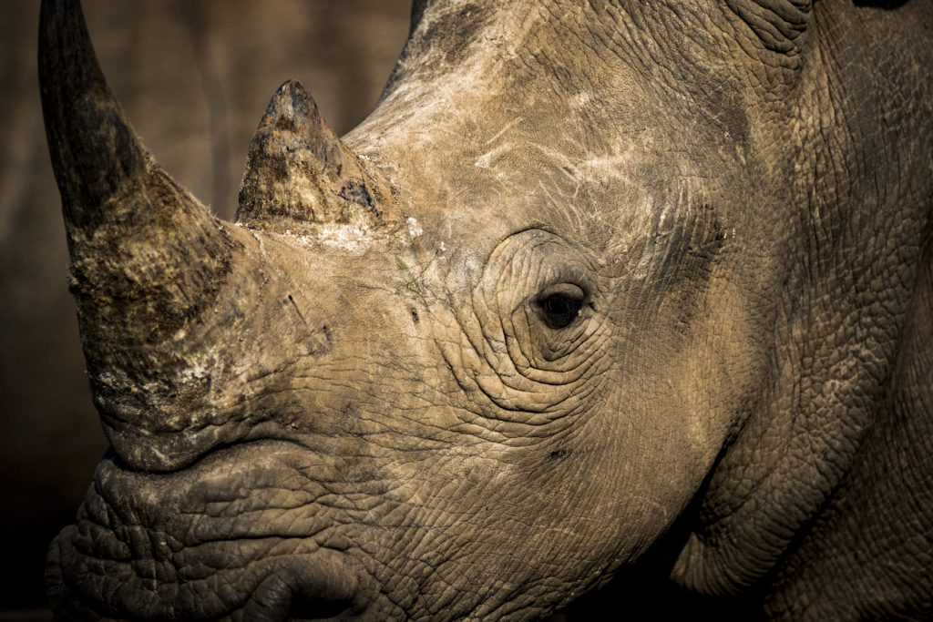 Singita, Sweni, Kruger Singita, Kruger National Park, South Africa Singita, Sweni, Kruger Singita, Kruger National Park, South Africa