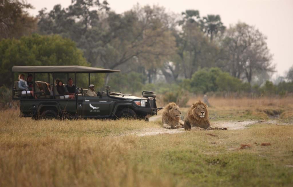 Two-male-lions-safari-game-drive-andBeyond-Sandibe Two-male-lions-safari-game-drive-andBeyond-Sandibe