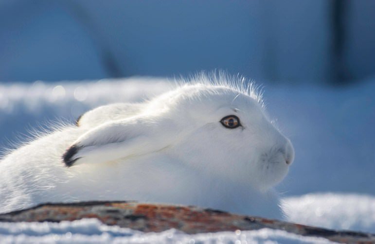 arctic-hare-churchill-wild-nanuk-polar-bear-lodge-jad-davenport arctic-hare-churchill-wild-nanuk-polar-bear-lodge-jad-davenport
