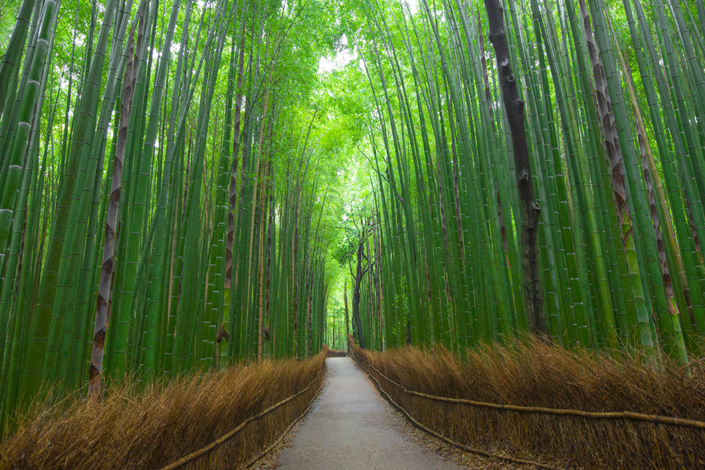 1Q4A8233_bamboo_preduggal_v2