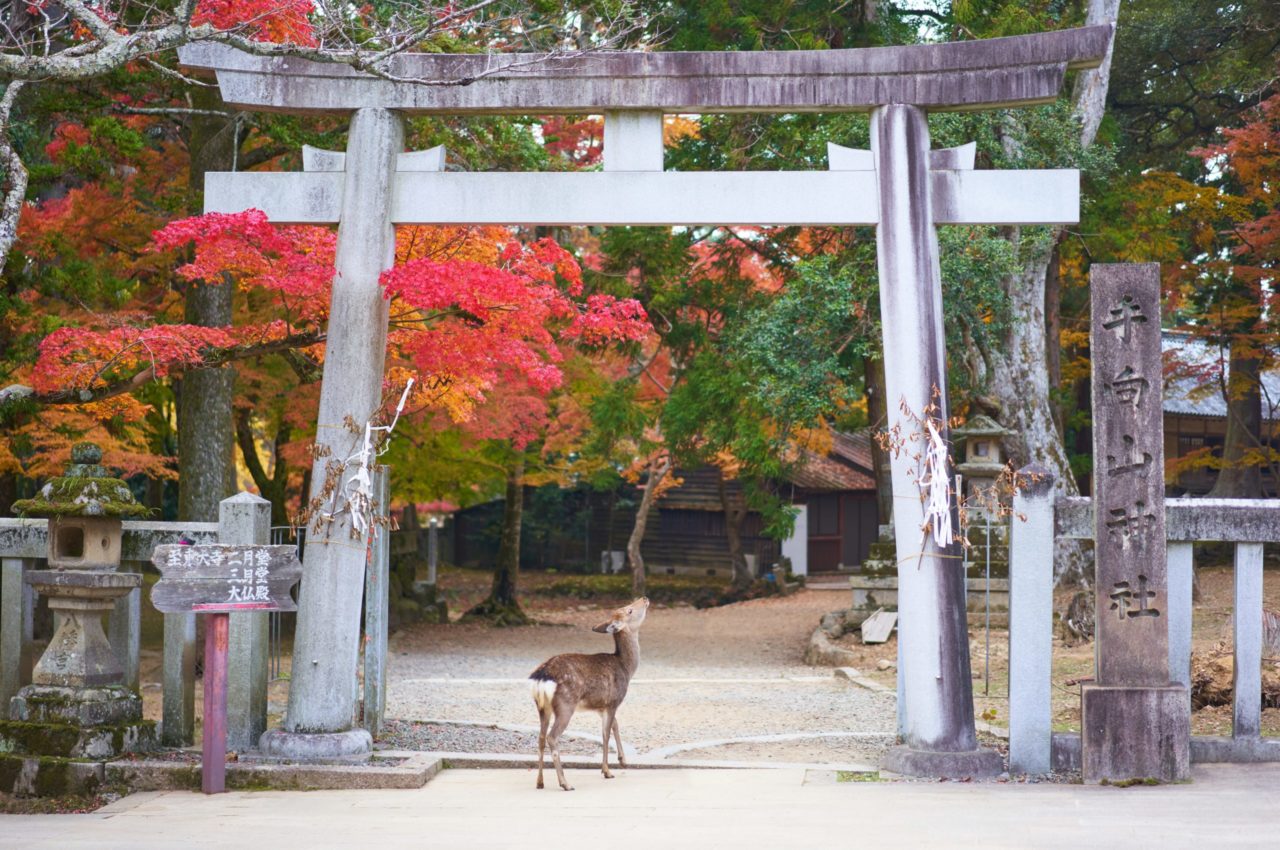 MYSTICAL NARA