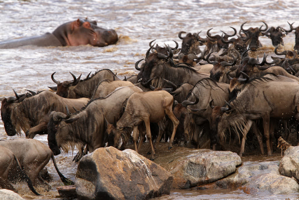 2. LSC Migration River Crossing 2. LSC Migration River Crossing