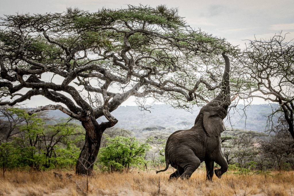 Mwiba - Tanzania Mwiba - Tanzania