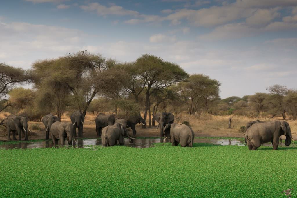 LITTLE CHEM CHEM - elephant bath LITTLE CHEM CHEM - elephant bath