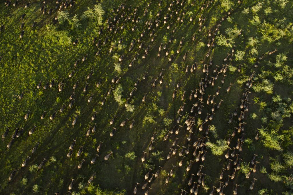 LSC Wildebeest Migrating LSC Wildebeest Migrating
