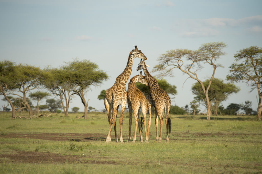Singita Grumeti (game drive - giraffe)-1-42 Singita Grumeti (game drive - giraffe)-1-42