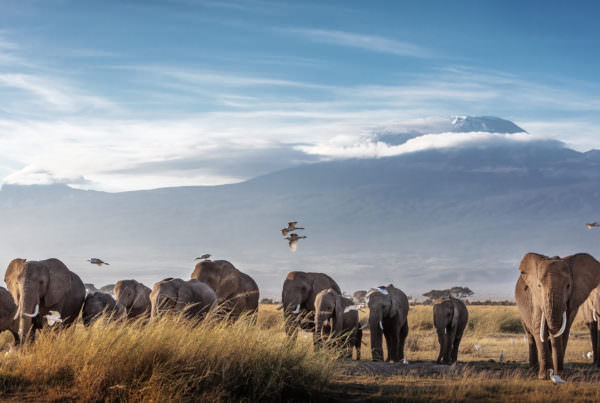 Mt. Kilimanjaro & Meru