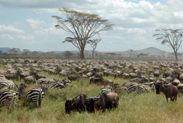 The Greater Serengeti