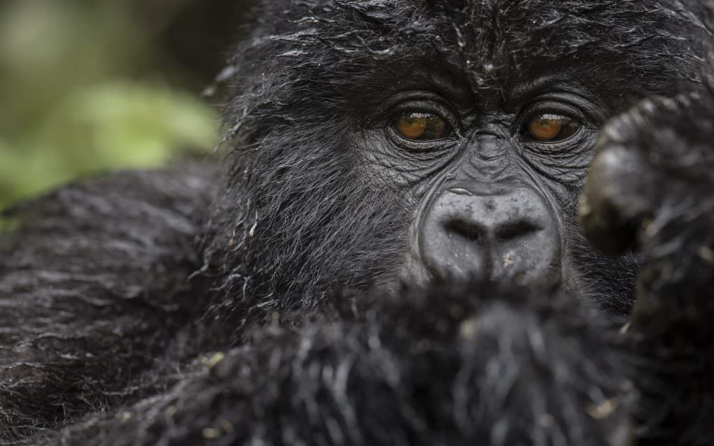 BANNER. NEW Singita Kwitonda Lodge - Gorilla 2 - B39I0282