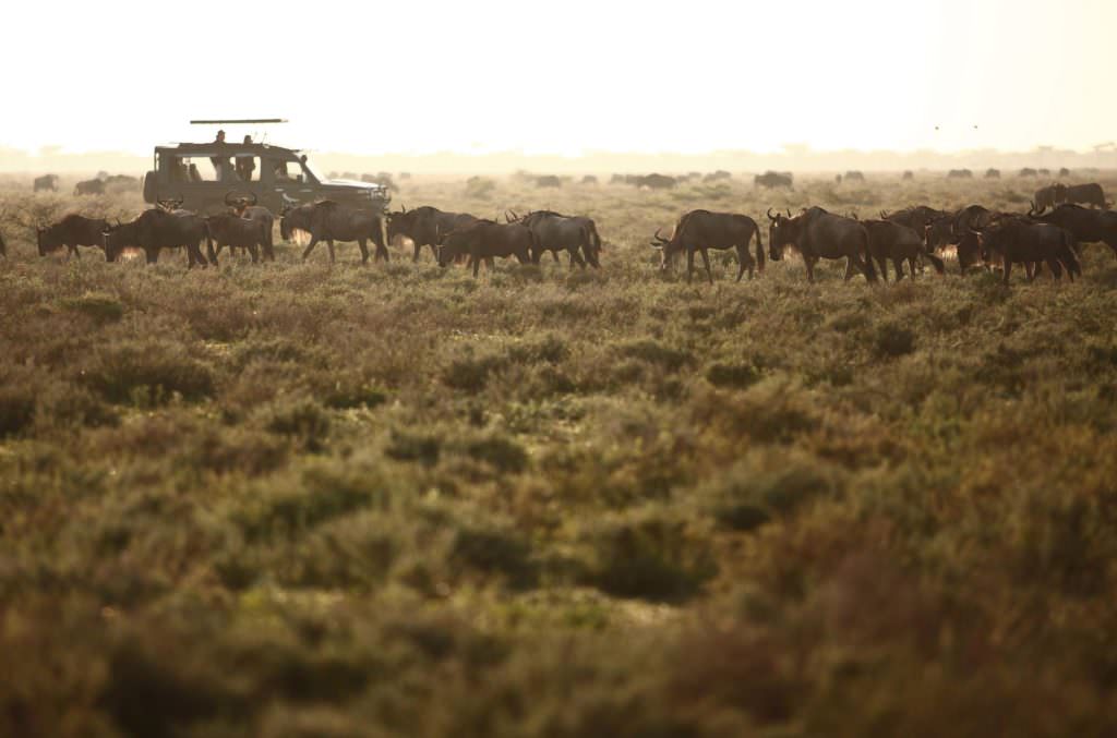 Beyond Serengeti Under Canvas_2 Beyond Serengeti Under Canvas_2