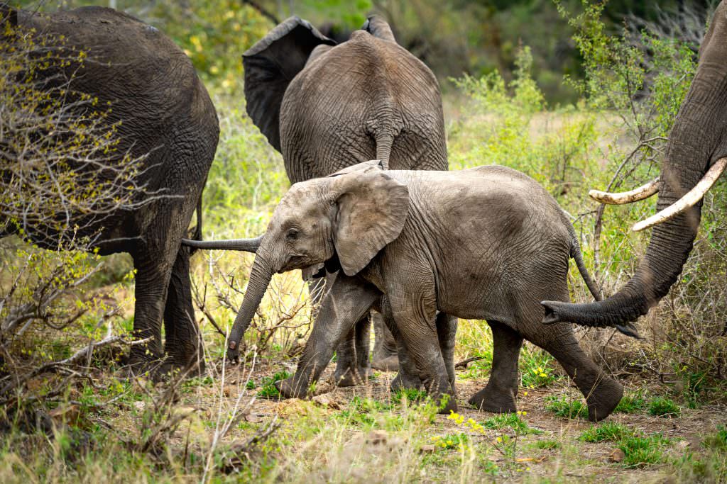 Elephant _ Singita Kruger National Park _ Ross Couper 7 Elephant _ Singita Kruger National Park _ Ross Couper 7