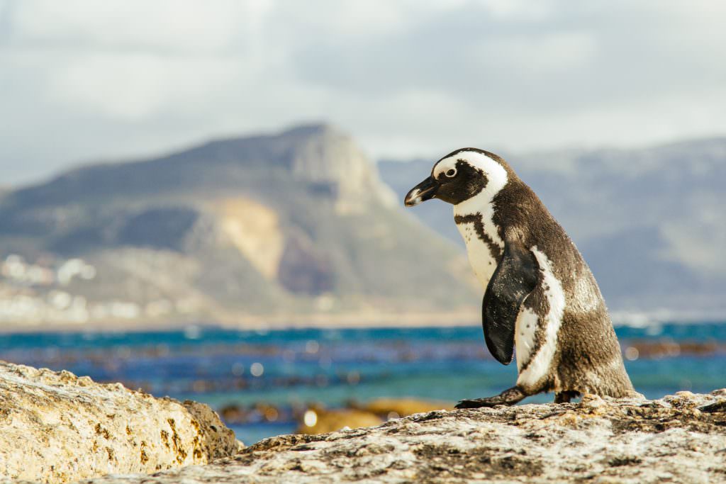 Explore - Boulders Beach, Simon_s Town off the beaten track - Credit Cape Town Tourism Explore - Boulders Beach, Simon_s Town off the beaten track - Credit Cape Town Tourism